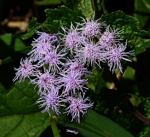 {Conoclinium coelestinum}